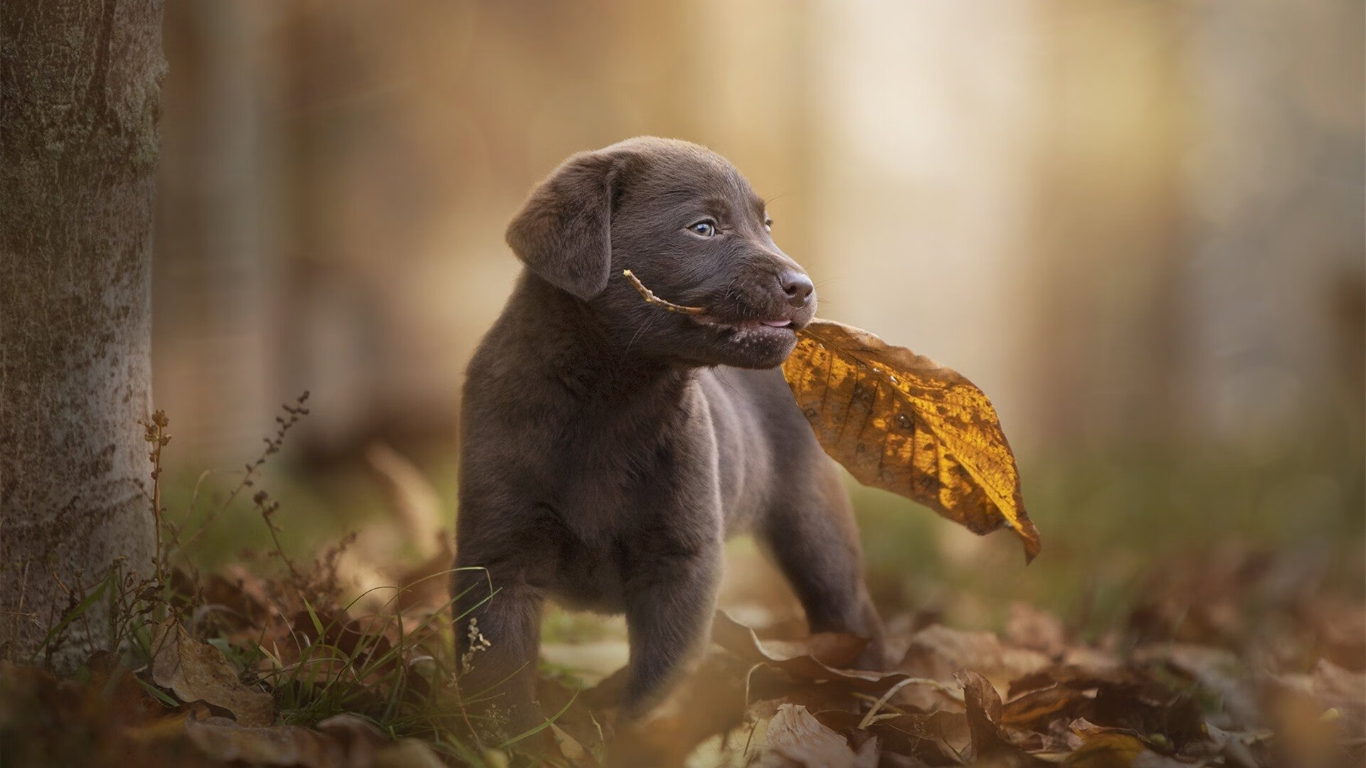 卡西尔·鲁索与麦迪逊·基尼完美诠释团队力量，西尔维奥·卡鲁索