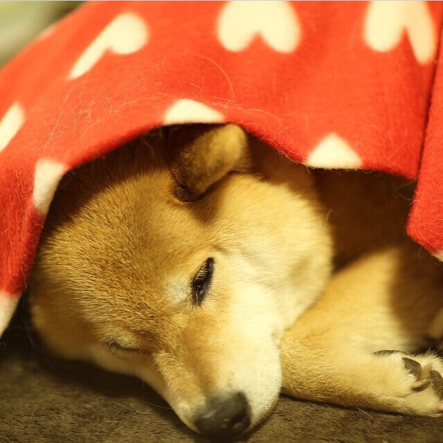 爱游戏娱乐平台-法甲新星继续崭露头角：未来领袖已出场！，法甲潜力球员