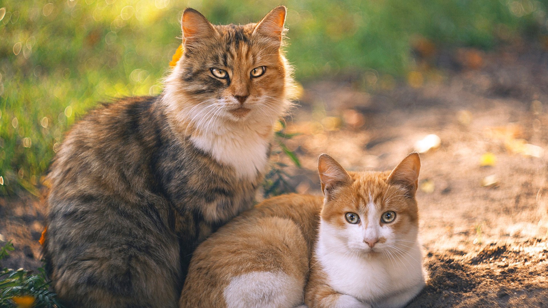 混合泳赛事比利时全面应战，混合泳预赛