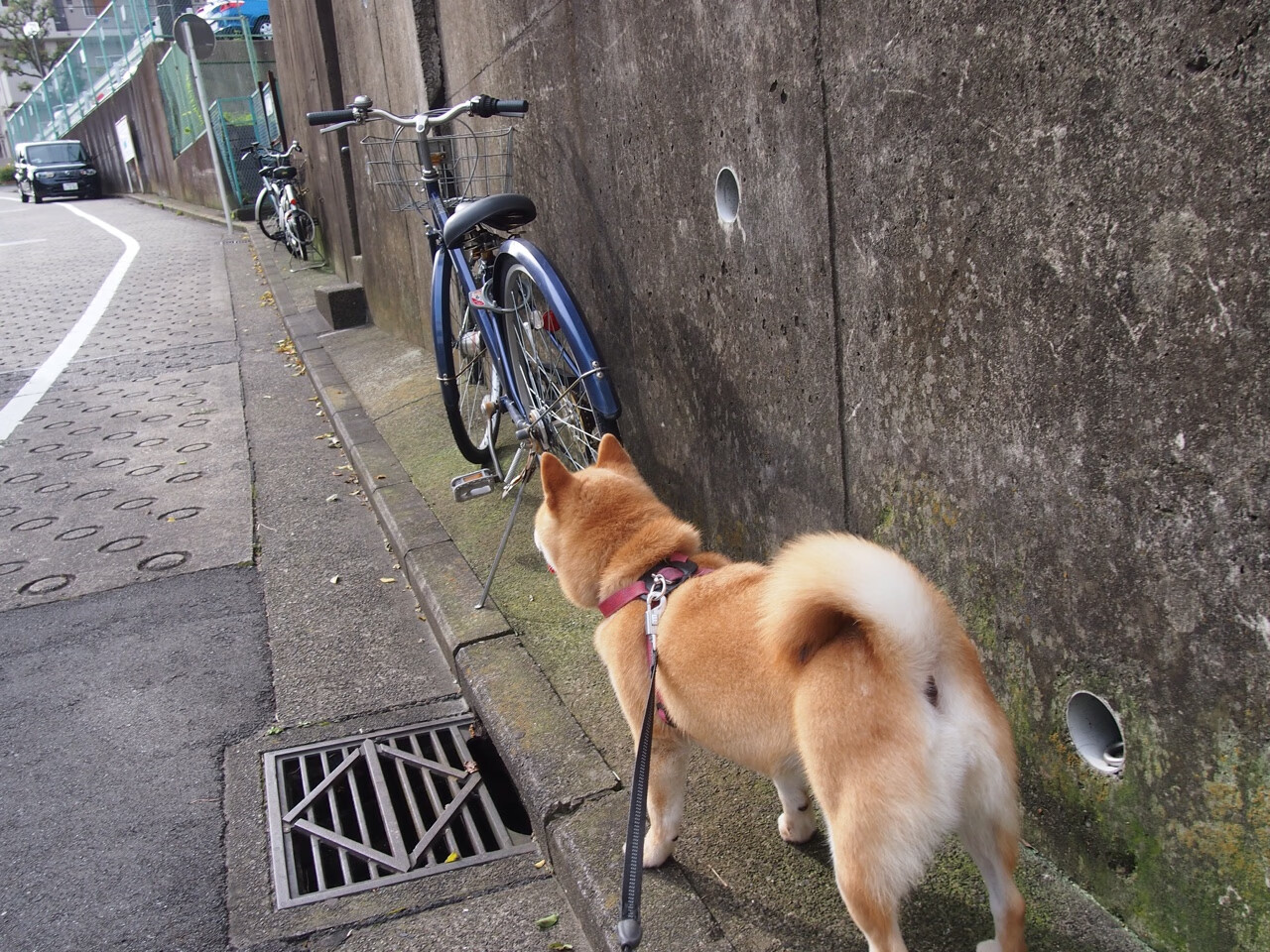 爱游戏体育-科特迪瓦男篮在非洲锦标赛中表现出色，期待奥运之旅，科特迪瓦举办非洲杯